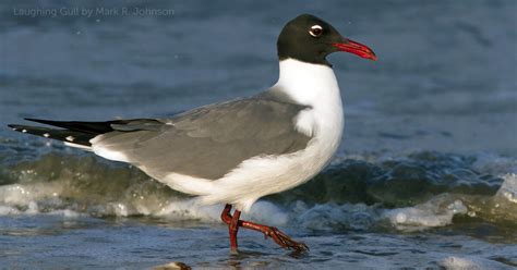 Laughing Gull - American Bird Conservancy