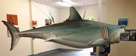 Replica Great White Shark - Streaky Bay | Official Tourism Website