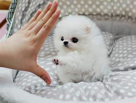 Micro Teacup Pomeranian | Teacup Pomeranian