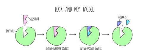 Enzyme Substrate