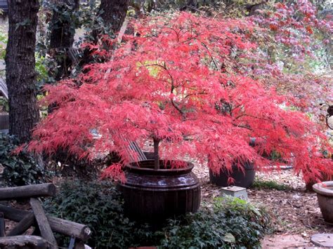 Planting Maple Trees