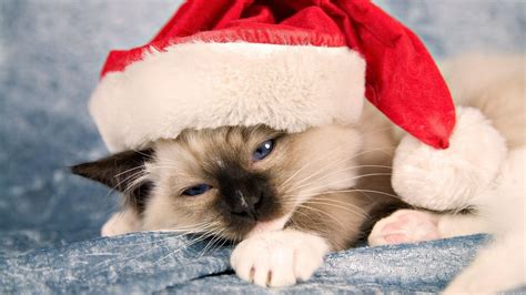 Christmas Cat Wallpapers - Wallpaper Cave