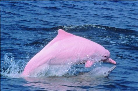 Delfín rosado un precioso espécimen en peligro de extinción. | Pink ...