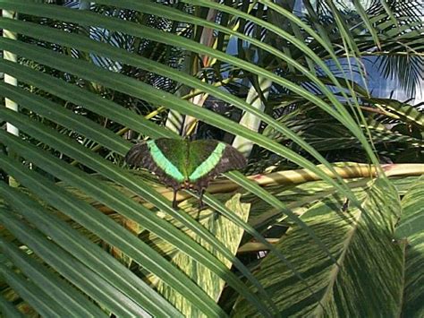 Niagara Parks Butterfly Conservatory Pictures