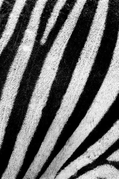 Zebra pattern, black and white | Free Photo - rawpixel