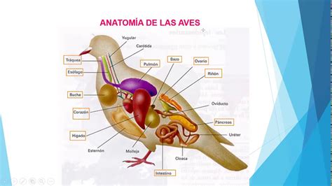 Anatomía de las Aves - 4to de Primaria - YouTube