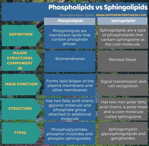 Fosfolipid dan Sphingolipid dalam IPA, pengertian, perbedaan – www ...