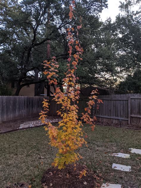 Bigtooth Maple Tree I bought a few years ago from the Wildflower Center ...