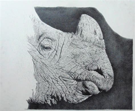 Rhino Pencil Drawing on Behance