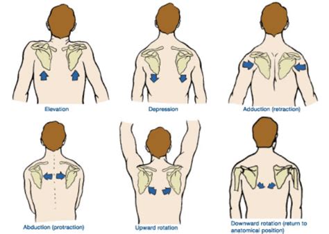 4 Scapular Stabilization Exercises [Build Rock Solid Shoulders]