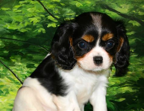 Mini a Cavalier King Charles Spaniel Puppy | King charles cavalier ...