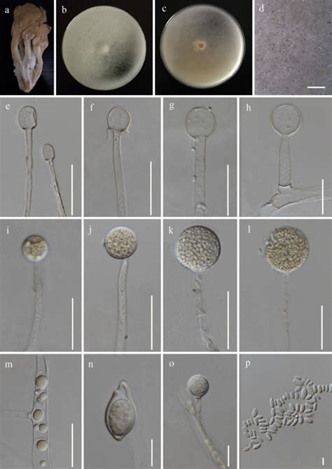 Mucor irregularis - Facesoffungi number: FoF 12294 - Faces Of Fungi