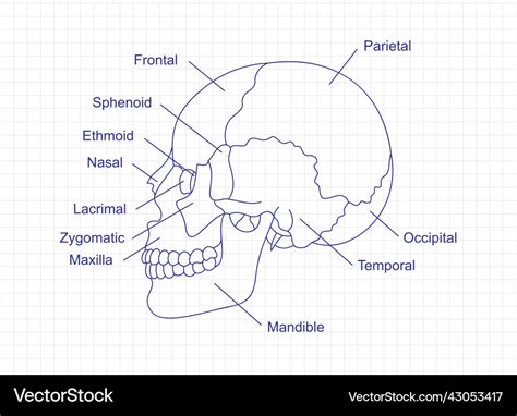 Human Skull Anatomy Drawing