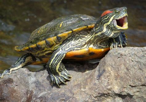 Red Eared Slider Pond