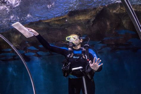 International Women’s Dive Day – Greater Cleveland Aquarium