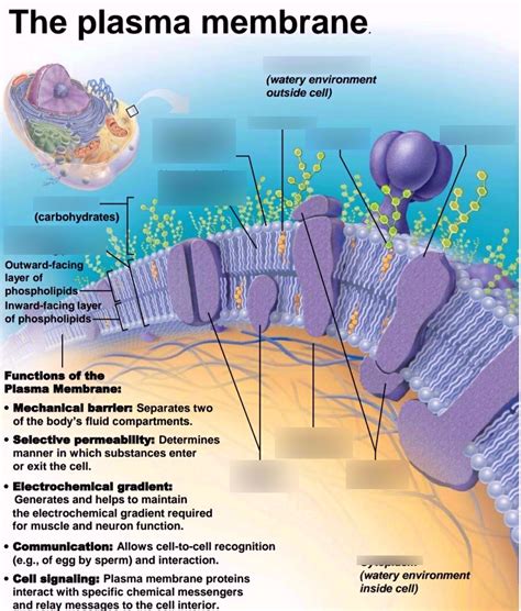 Plasma Diagram