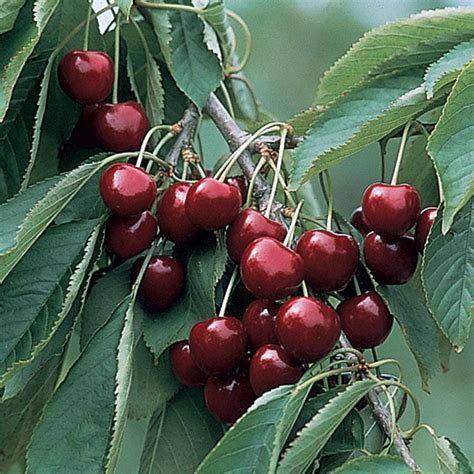 Blackgold® Sweet Cherry Tree - Stark Bro’s