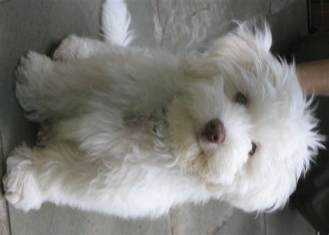 Havanese Dog Info, Temperament, Puppies, Pictures