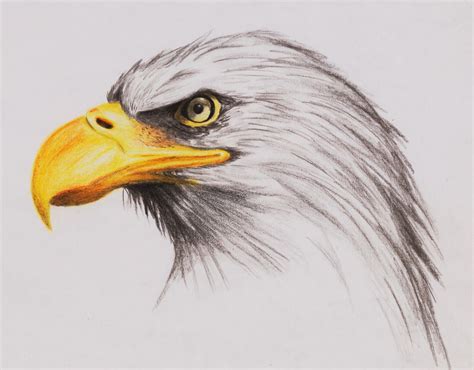 Detailed Egale Drawings | Eagle drawing, Drawings, Eagle painting