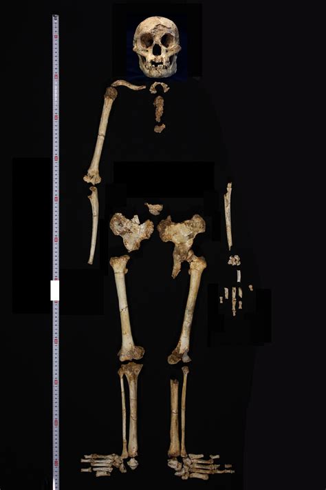 Jaw Structures Of Fossils Seems To Suggest That Three Homo