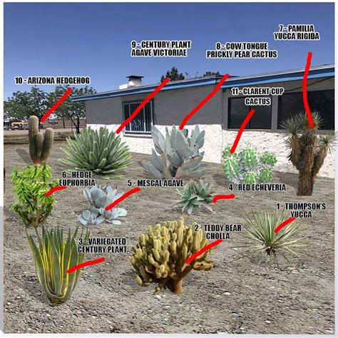 Desert Plants Landscaping, Desert Landscape Front Yard, Desert Backyard ...