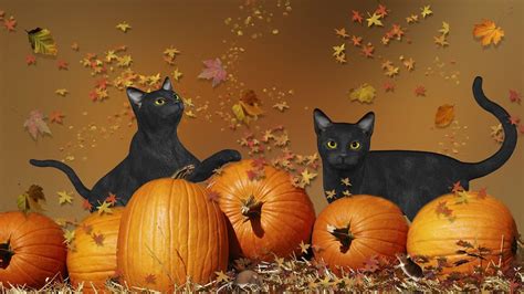 Halloween Cat Backgrounds