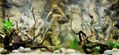 22+ Aquarium Backgrounds, Wallpapers, Images, Pictures | Design Trends ...