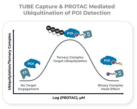 PROTAC® Ubiquitination Assays - LifeSensors