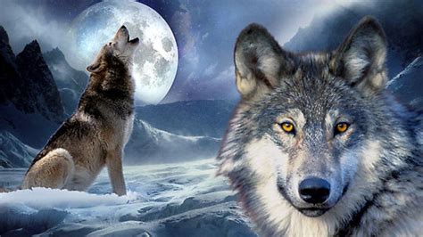 The Lone Wolf Howling at Moon Wallpapers - Top Free The Lone Wolf ...