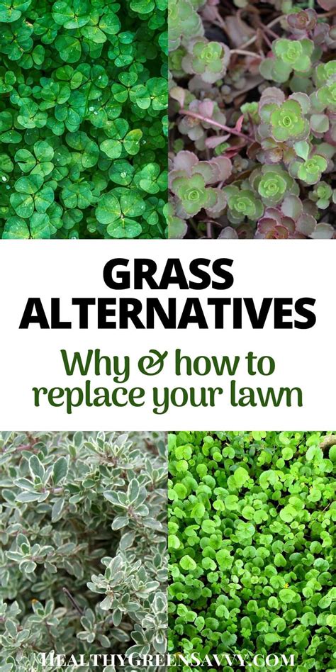 Grass Alternatives: Best Ecofriendly Lawn Replacements