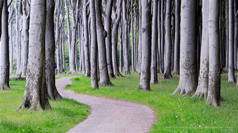 Free download | HD wallpaper: Beech Trees, West Pomerania, Meckenburg ...