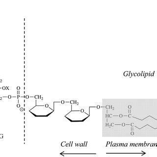 Chemical structure of lipoteichoic acid. | Download Scientific Diagram