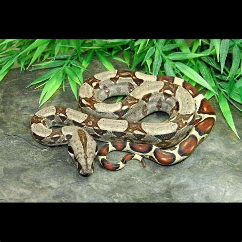 baby colombian red tail boa - snapcracklefiz