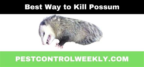 Best Ways To Kill A Possum/Opossum [Top Tips 2023]