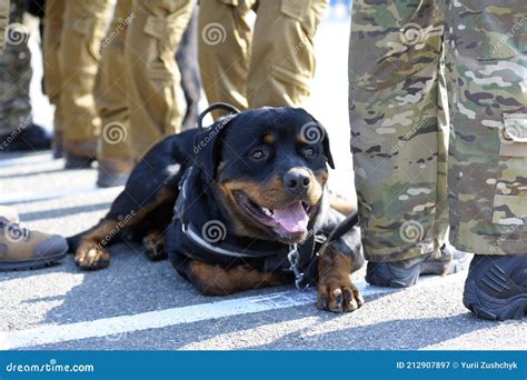 Are Rottweilers Police Dogs