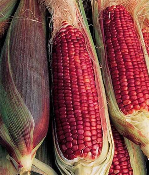 Sweet Corn Varieties - Angel Vegetable