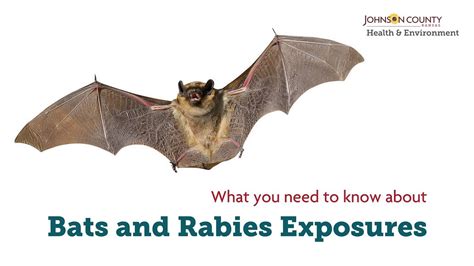 Bats and Rabies Exposures - YouTube