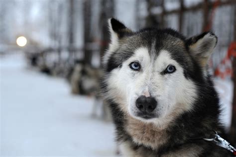 Cute Baby Siberian Husky With Blue Eyes