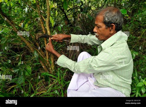 Sri Lanka, Uva province, Dombagahawela, Madara, farmer harvesting ...