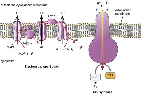 8.3 Cellular Respiration – Microbiology: Canadian Edition