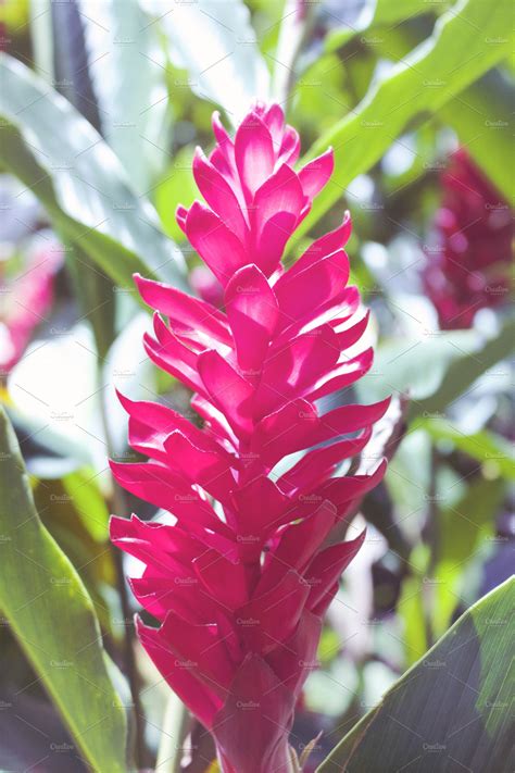 Red Ginger Flower | High-Quality Nature Stock Photos ~ Creative Market