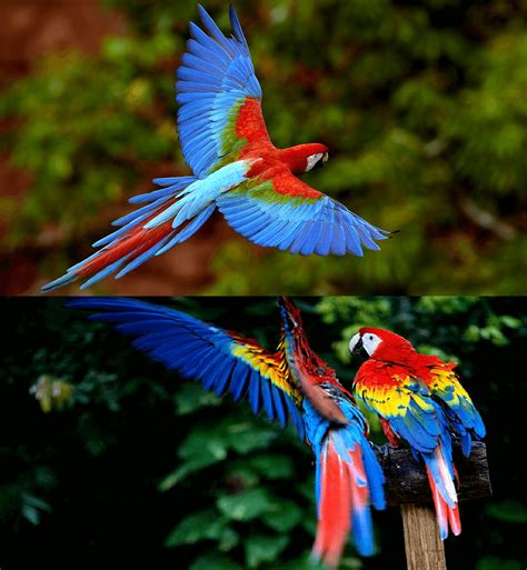 Scarlet macaw - Ara Macao Health diet personality care diet reproduction