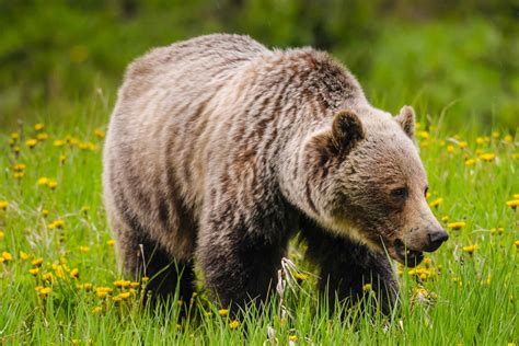 Grizzly Bear - The Canadian Encyclopedia