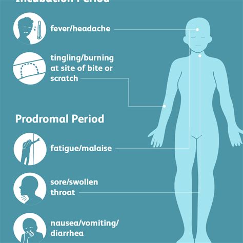 Infection Rabies Symptoms In Humans Timeline