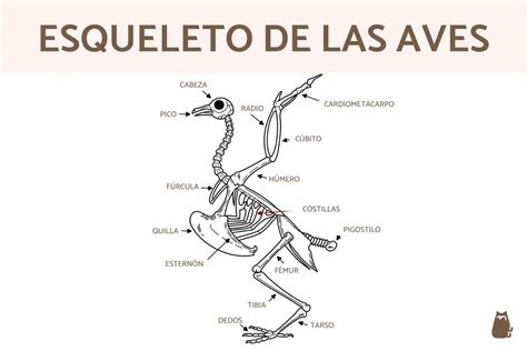 Partes de un ave - ¡Anatomía!