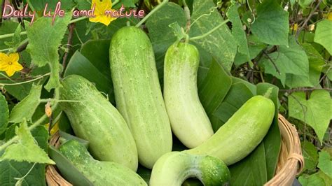 Cucumber Harvesting || How To Harvest Cucumber || When To Harvest ...