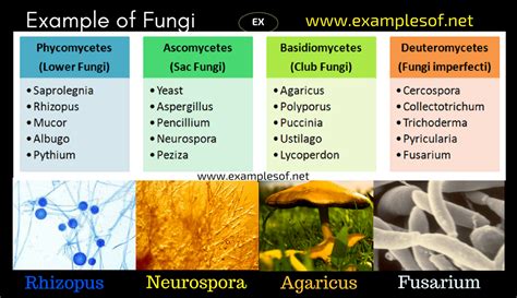 20 Examples of Fungi - Phycomycetes, Ascomycetes, Basidiomycetes and ...