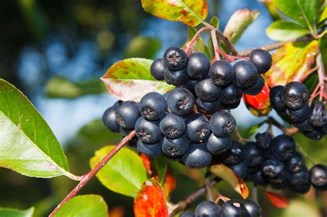 Aronia Berries: One of the Most Powerful Superfoods | Shoreline Fruit