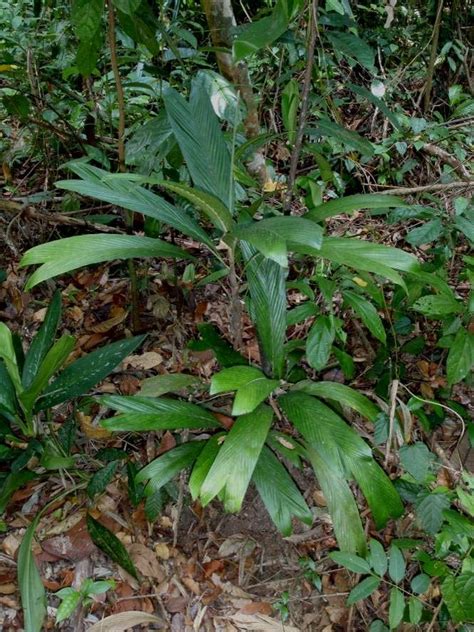 This plant grows together with other swamp forest species such as ...