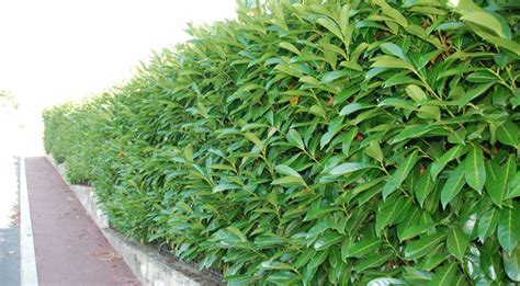 How To Keep Cherry Laurel Hedge Narrow - Gardeninguru